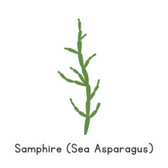 Samphire (Sea Asparagus) Flat Cartoon Vector Illustration Isolated on White Background