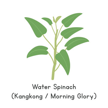 Water Spinach (Morning Glory) Flat Cartoon Vector Illustration Isolated on White Background