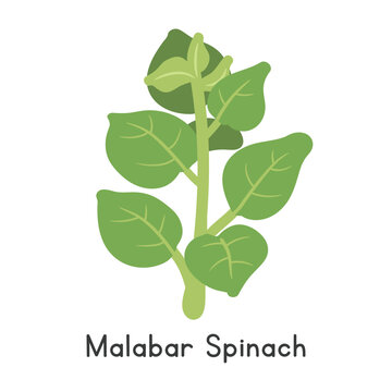 Malabar Spinach Flat Cartoon Vector Illustration Isolated on White Background