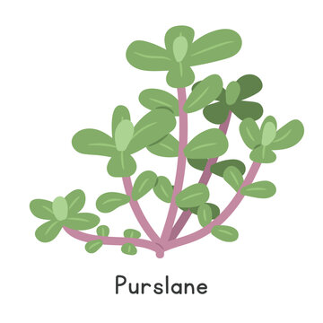Purslane Flat Cartoon Vector Illustration Isolated on White Background