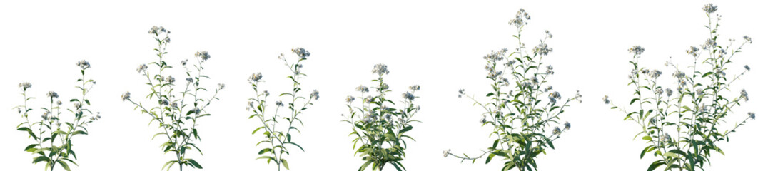 Set of Anaphalis sinica (or Alpine Pearly Everlasting) frontal isolated png on a transparent background perfectly cutout high resolution