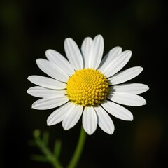 Fototapeta premium Extreme close-up of delicate chamomile blossoms bathed in soft sunlight, emphasizing their fragile white petals and bright yellow centers ,sleep ,tranquility ,herbal
