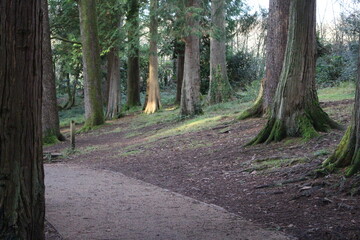 Fototapeta premium path in the woods