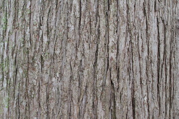 Fototapeta premium tree bark texture