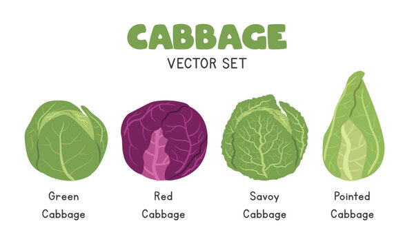 Cabbage Vector Illustration Set. Green, Red Cabbage, Savoy Cabbage, and Pointed Cabbage Cartoon Clipart Set in Flat Style. Vegetables Flat Vector Design
