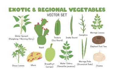 Exotic and Regional Vegetables Vector Illustration Set, Cartoon Clipart Set in Flat Style. Water Spinach, Nopal, Tindora, Snake Gourd,  Samphire, Moringa Leaves, Chaya Leaves, Ulluco, Breadfruit