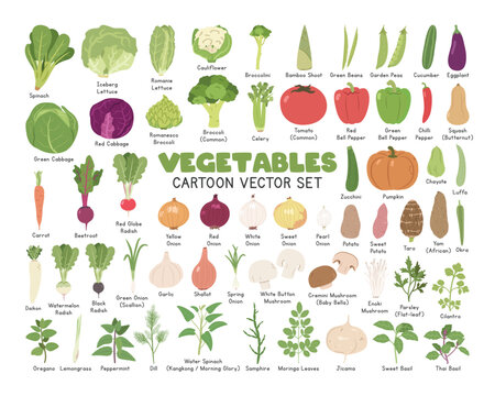 Vegetables Vector Illustration Set. Common Vegetables Cartoon Clipart Set in Flat Style. Spinach, Lettuce, Cauliflower, Cabbage, Broccoli, Herbs, Broccolini, Beans, Peas, Cucumber, Eggplant, Mushrooms