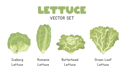 Lettuce Vector Illustration Set, Cartoon Clipart Set in Flat Style. Iceberg Lettuce, Romaine, Butterhead Lettuce, Green Leaf Lettuce, Flat Vector Design