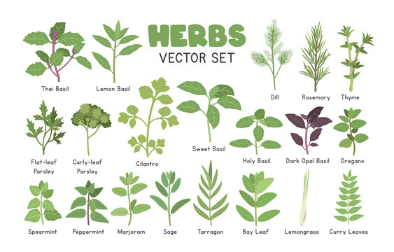 Herbs Vector Illustration Set. Types of Herb Cartoon Clipart Set in Flat Style. Parsley, Basil, Cilantro, Mint, Dill, Rosemary, Thyme, Oregano, Marjoram, Sage, Tarragon, Bay Leaf, Lemongrass