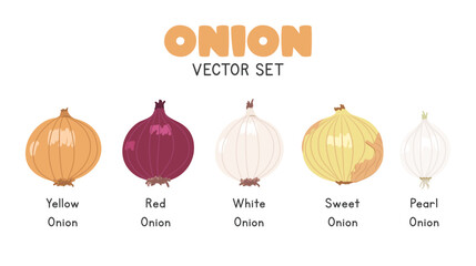 Onion Set Flat Cartoon Vector Set Isolated on White Background. Yellow Onion, Red Onion, White, Sweet, and Pearl Onion