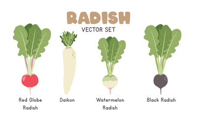 Radish Vector Illustration Set. Types of Radish Cartoon Clipart Set in Flat Style. Red Globe, Daikon, Watermelon Radish, Black Radish. Vegetables Flat Vector Design