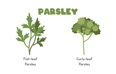 Parsley Vector Illustration Set. Types of Parsley Cartoon Clipart Set in Flat Style. Flat-leaf Parsley and Curly-leaf Parsley, Herbs Flat Vector Design