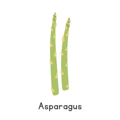 Asparagus Vector Illustration. Garden Asparagus Cartoon Clipart, Vegetable in Flat Style. Also called Sparrowgrass, Sparrow's Guts, or Asparagus officinalis. Stem and Shoot, Vegetable Concept Vector