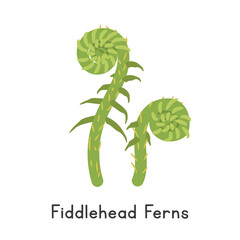 Fiddlehead Ferns Vector Illustration. Fiddlehead Ferns Cartoon Clipart, Vegetable in Flat Style. Also called Fiddleheads, Fiddlehead Greens, Ostrich Ferns, Shuttlecock Ferns, Matteuccia struthiopteris