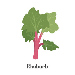 Rhubarb Vector Illustration. Garden Rhubarb Cartoon Clipart, Vegetable in Flat Style. Also called Pie Plant or Rheum rhabarbarum. Stem and Shoot, Vegetable Concept. Common Vegetable Vector Design