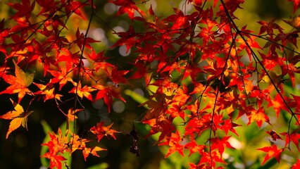 red autumn leaves