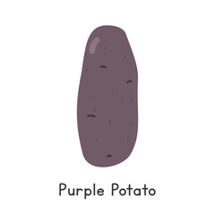 Purple Potato Vector Illustration. Purple Potato Cartoon Clipart, Vegetable in Flat Style. Also called Blue Potato or Solanum tuberosum 'Purple Majesty'. Tuber, Vegetable Concept Vector Design
