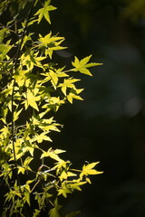 yellow maple leaves