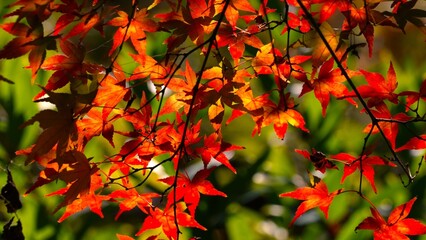 red maple leaves