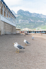 Seagulls walk on sandy beach near mountains with buildings in the background during the daytime