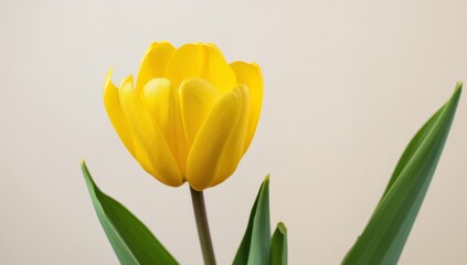 Solitary Bloom in Sunny Hue. A Study of Petals, Stems, and Gentle Light.