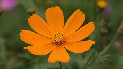 Solar Petals Dance in the Gentle Breeze, An Orange Symphony of Natures Art.