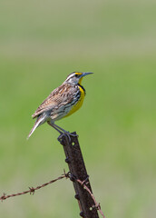 Eastern Meadowlark perched on a iron post singing in springtime in Ottawa, Canada