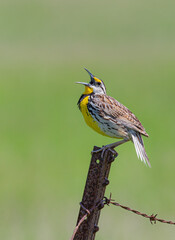Eastern Meadowlark perched on a iron post singing in springtime in Ottawa, Canada