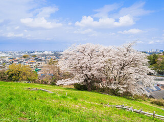 郊外の住宅地　桜が咲く丘