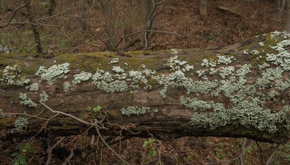 Weathered Wood Texture with Natural Growth, a Symphony of Green and Grey Tones.