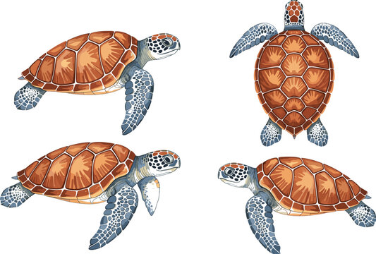 Detailed sea turtle vector collection featuring realistic marine reptile illustrations in side and top views for ocean wildlife conservation and aquatic design.