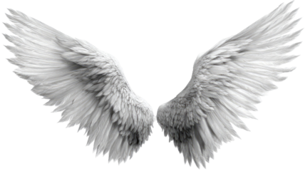  White angel wings with detailed feathers spiritual heavenly symbol fantasy illustration isolated on white background