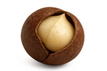 Macadamia nut in cracked shell showing creamy kernel, a healthy raw food snack with a transparent background