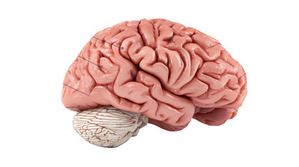 Fototapeta premium Highly detailed 3d rendering of a human brain, highlighting the intricate folds and structures of the cerebrum, cerebellum, and brain stem against a transparent background