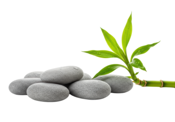 Smooth polished grey basalt spa stones and a fresh green bamboo shoot with dewdrops on a glossy white reflective surface, studio close-up, concept of zen wellness