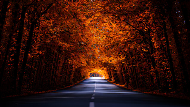 Tunnel Of Autumn Trees With Orange Leaves Arching Over A Winding Road Keywords: autumn, fall, tunnel, road, street, trees, forest, leaves, orange, red, foliage - Powered by Adobe