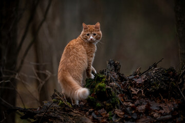 A luxurious red kitten in the middle of a dark autumn forest. A beautiful animal in nature.