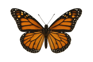 Fototapeta premium Monarch butterfly in flight showing vibrant orange wings and intricate patterns on a transparent background