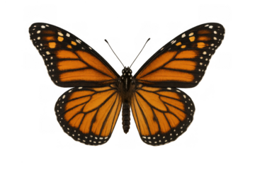 Monarch butterfly in flight showing vibrant orange wings and intricate patterns on a transparent background