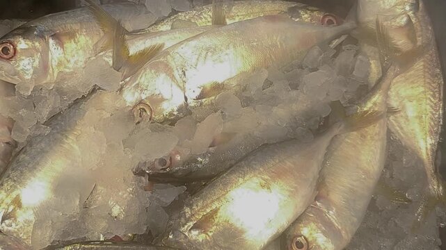 Fresh silver fish on ice display at seafood market