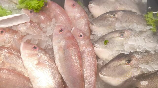 Fresh fish on ice display at seafood market with herbs