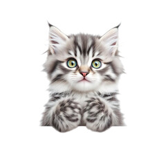 Fototapeta premium Adorable fluffy silver tabby kitten with big green eyes peeking curiously over an edge on transparent background