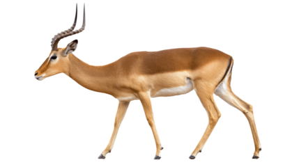 Impala isolated on transparent background