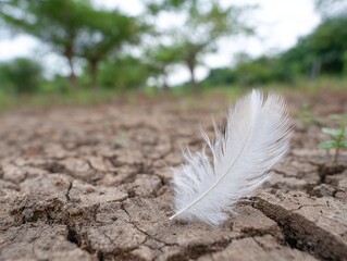 White feather on cracked dry earth in nature background