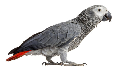 Obraz premium African Grey Parrot Standing in Profile – Transparent PNG