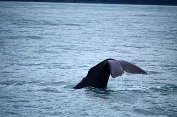 Fototapeta premium Whale Watching in Kaikoura, New Zealand: Close-up of a Sperm Whale Diving and Tail-Slashing