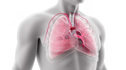 Plastic lungs illustrating the respiratory system with trachea and bronchi, providing a clear visualization of pulmonary function on a transparent background
