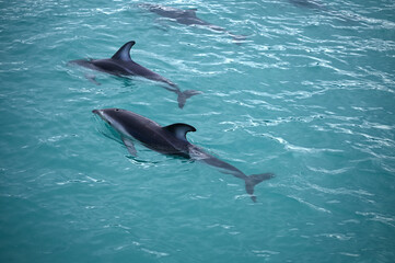 Fototapeta premium In the South Pacific off Kaikoura, South Island, New Zealand, a pod of dolphins swims freely through the emerald sea.