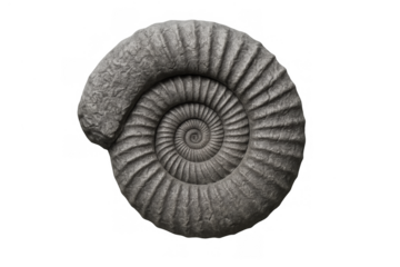 Fossil ammonite shell showing spiral pattern and ancient marine life, extinct mollusk on transparent background