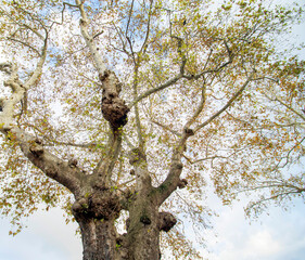selective view of oak tree and sky in autumn
